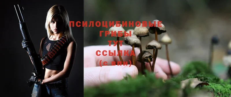 Галлюциногенные грибы Magic Shrooms  как найти   Наволоки 